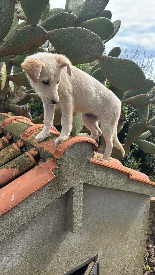 Norah meravigliosa cucciola cerca casa  Foto 3